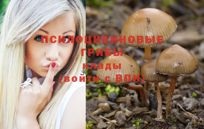 Псилоцибиновые грибы Psilocybe  Кунгур 